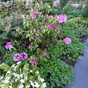 Rhododendron 'Catawbiense Grandiflorum' , Grootbloemige hybride