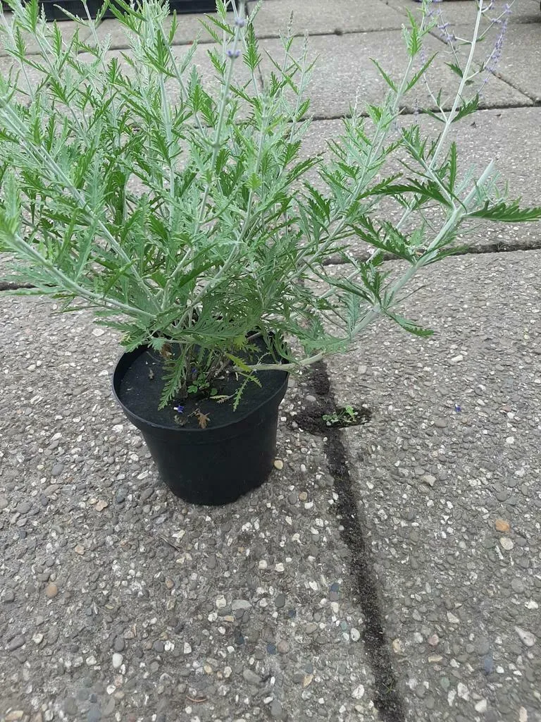 Perovskia atriplicifolia 'Blue Spire' , Russische salie - Afbeelding 5