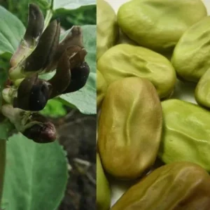 Á Fleur Noir (Tuinboon)