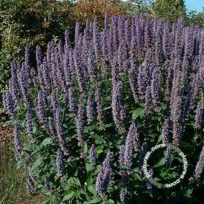 Agastache 'Blue Fortune' ,