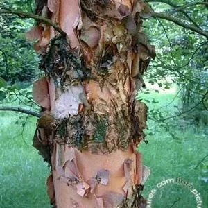 Betula nigra , Zwarte Berk - Rode berk