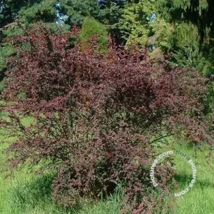 Berberis thunb. 'Atropurpurea' , Japanse zuurbes