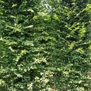 Carpinus betulus, Haagbeuk