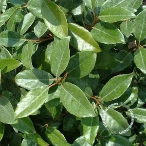 Elaeagnus ebbingei, Olijfwilg