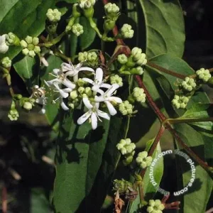 Heptacodium miconioides , Zevenzonenboom