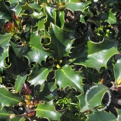 Ilex meserveae , 'Blue Princess' Blauwe hulst , vrouwelijk