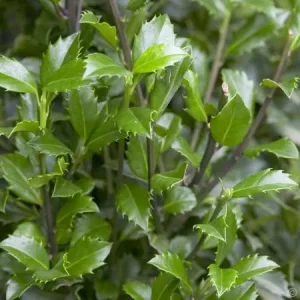 Ilex meserveae 'Heckenstar'® , Blauwe hulst , mannelijk