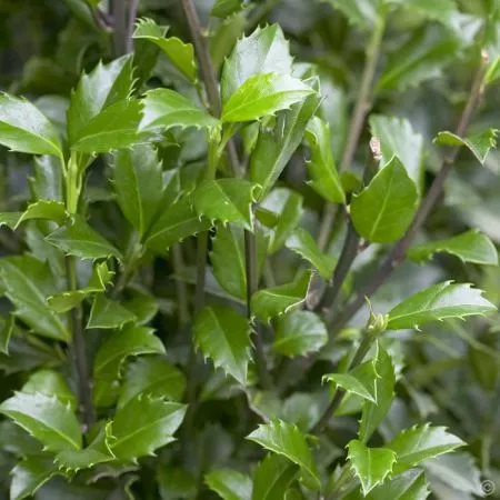 Ilex meserveae 'Heckenstar'® , Blauwe hulst , mannelijk