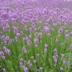 Lavandula intermedia 'Grappenhall' , Lavendel