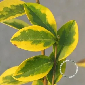 Ligustrum ovalifolium 'Aureum' , Haagliguster