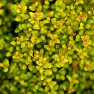 Lonicera nitida 'Baggesen's Gold' , Chinese kamperfoelie