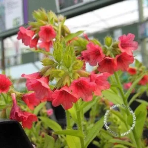 Pulmonaria rubra , Longkruid