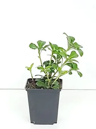 Pachysandra terminalis 'Green Sheen' , Dikkemanskruid