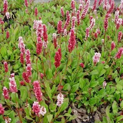 Persicaria affinis 'Kabouter' , Duizendknoop