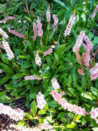 Persicaria affinis 'Superba' , Duizendknoop
