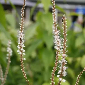 Persicaria amplexicaulis 'Alba' , Duizendknoop