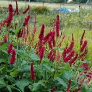 Persicaria amplexicaulis 'Fat Domino'® , Duizendknoop