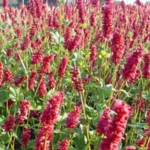 Persicaria amplexicaulis 'Lisan' , Duizendknoop