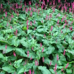 Persicaria amplexicaulis 'Speciosa' , Duizendknoop