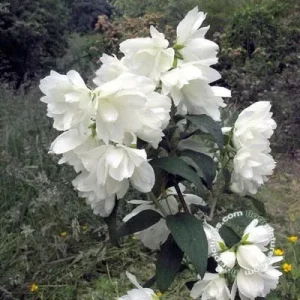 Philadelphus , 'Snowbelle' , Boerenjasmijn