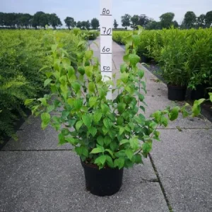 Philadelphus , 'Virginal' , Boerenjasmijn