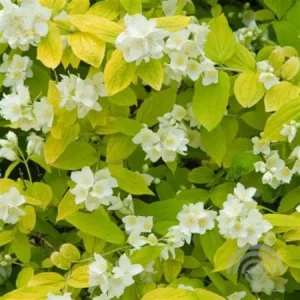 Philadelphus coronarius , 'Aureus' , Boerenjasmijn