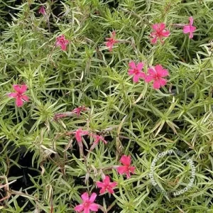 Phlox subulata , 'Atropurpurea' , Vlambloem
