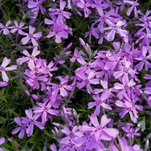 Phlox subulata , 'Moerheimii' , Vlambloem