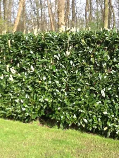 Prunus laurocerasus 'Caucasica' , Laurierkers