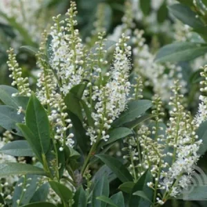 Prunus laurocerasus 'Mano' , Laurierkers