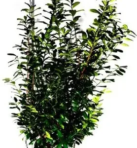 Prunus laurocerasus 'Novita' , Laurierkers