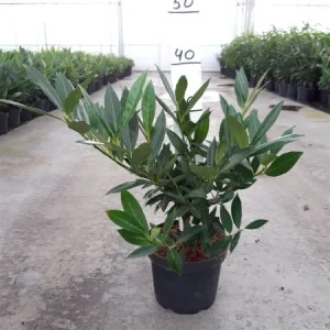 Prunus laurocerasus 'Otto Luyken' , Laurierkers