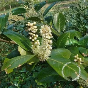 Prunus laurocerasus 'Van Nes' , Laurierkers