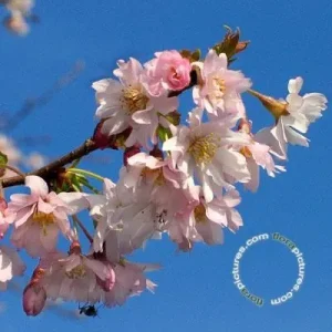 Prunus subhirtella 'Autumnalis Rosea' , Winterbloeiende kers