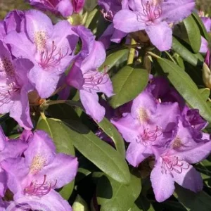 Rhododendron 'Catawbiense Boursault' , Grootbloemige hybride