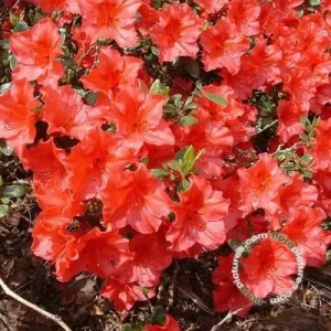 Rhododendron 'Vuyk's Scarlet' , Japanse azalea