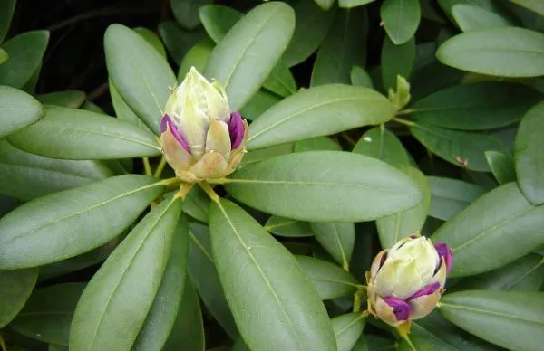 Rhododendron 'Catawbiense Boursault' , Grootbloemige hybride - Afbeelding 2