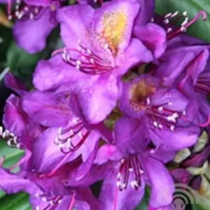 Rhododendron 'Marcel Menard' , Grootbloemige hybride