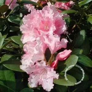 Rhododendron 'Silberwolke' , Yakushimanum hybride