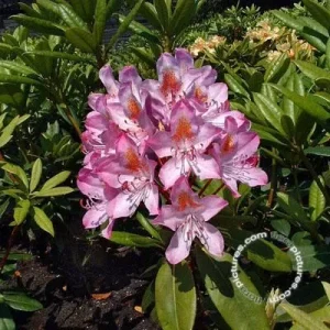 Rhododendron ponticum 'Roseum' , Pontische rhododendron