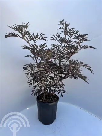 Sambucus nigra 'Black Lace' ® , Gewone vlier - Afbeelding 7