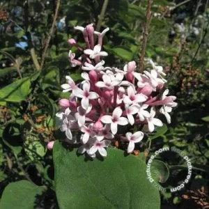 Syringa microphylla 'Superba' , Sering