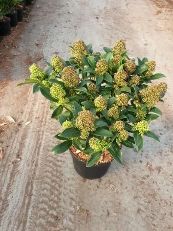 Skimmia japonica 'Fragrant Cloud' , Skimmia , mannelijk