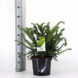 Taxus baccata 'Repandens' , Taxus