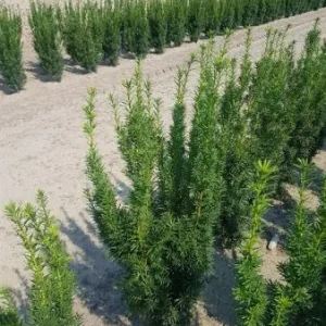 Taxus media 'Hicksii' , Venijnboom