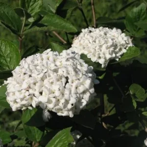 Viburnum carlesii , Sneeuwbal