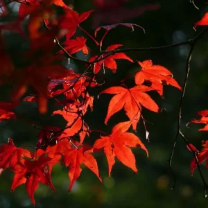 Acer pal. 'Bloodgood' , Japanse esdoorn