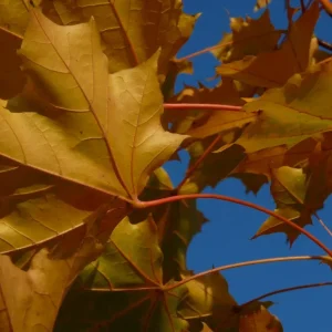 Acer plat. 'Emerald Queen' , Noorse esdoorn