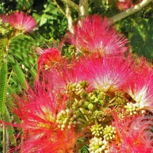 Albizia julibr. 'Ombrella' , Perzische slaapboom