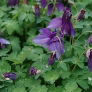 Aquilegia 'Spring Magic Blue/White' ,